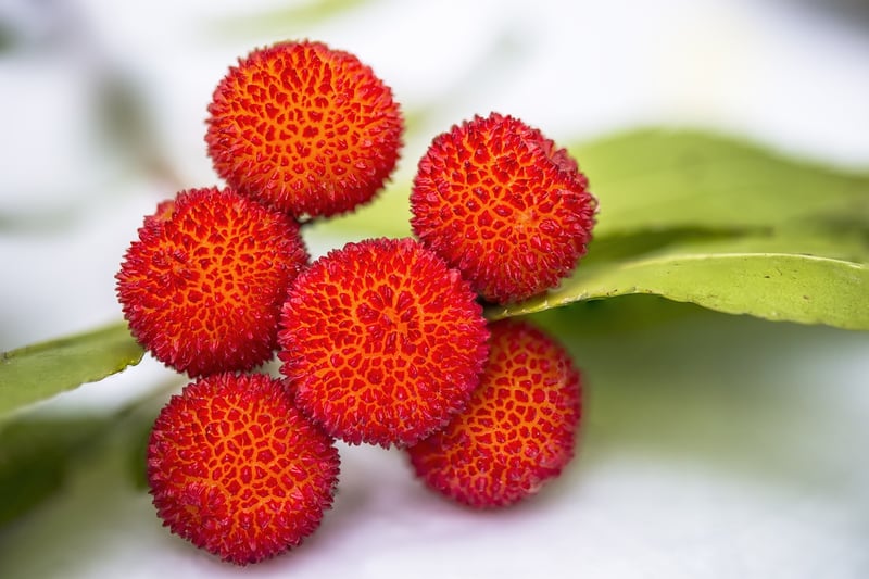 Edible options for beginners