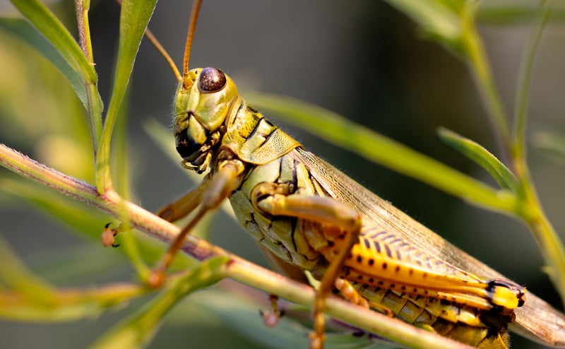 Identifying common pests