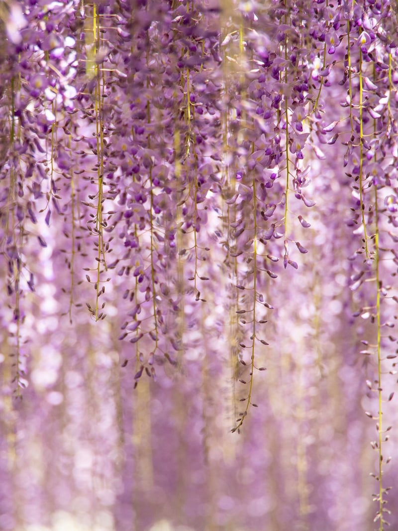 Vertical garden ideas