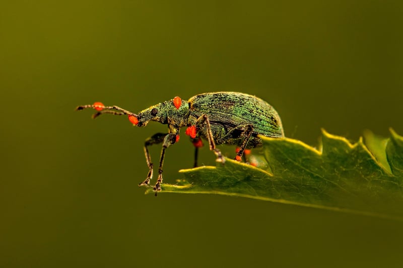 Aphids