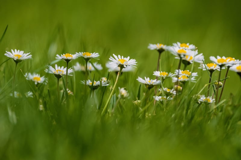 Blooming Flowers