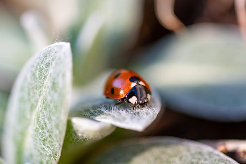 Mealybugs