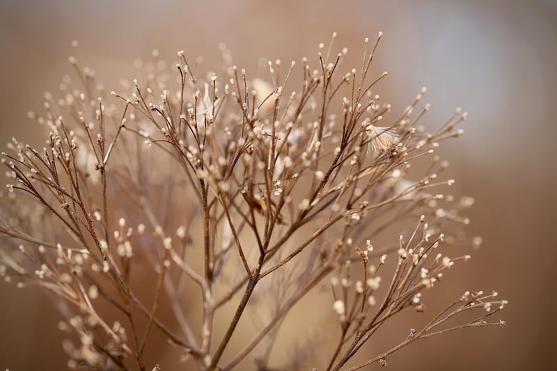 Healthy plants