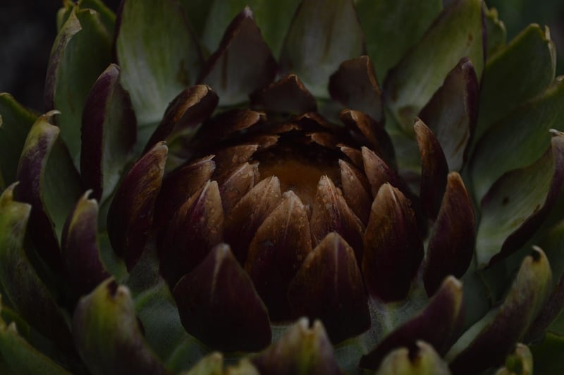 Sunlit Plant